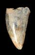 Undescribed Tyrannosaur Tooth - Aguja Formation, Texas #38982-1